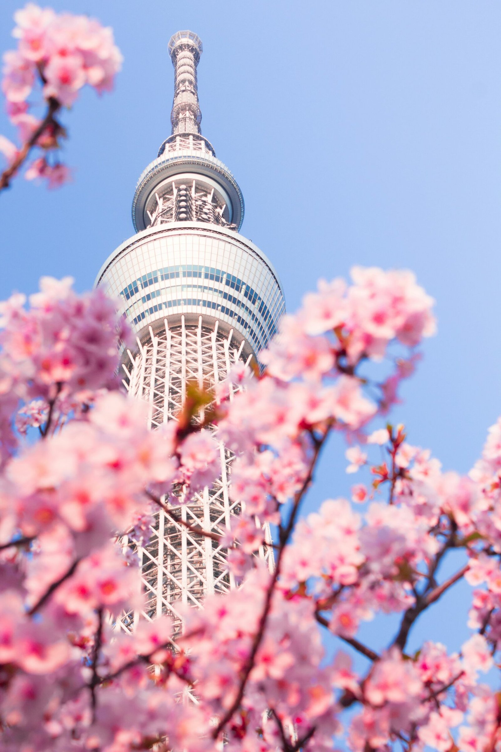 Best Time to Visit Japan