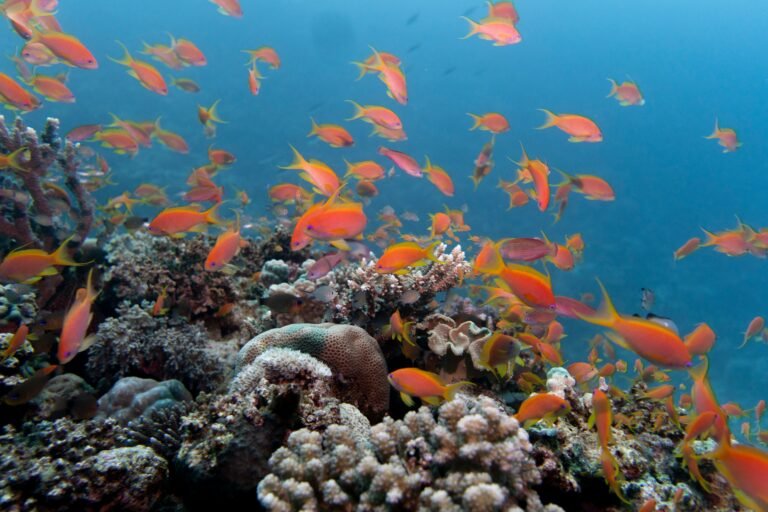 Free Things to Do in Marsa Alam, Egypt (That Don’t Feel Like a Consolation Prize)