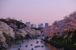 Japan Cherry Blossom Season: Timing, Best Spots, and What to Actually Expect