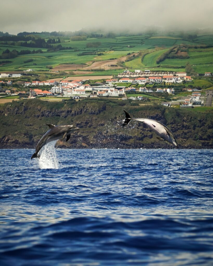 Two dolphins leaping from the ocean off the green Azores coastline