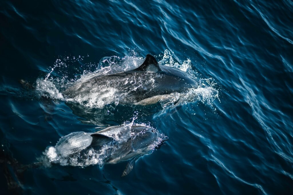 Two dolphins swimming just below the surface in deep blue Atlantic water