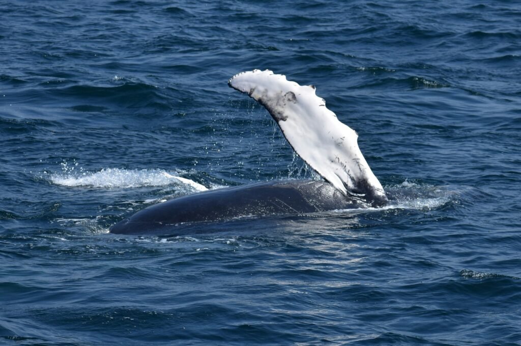 Whale watching boat trip off Sao Miguel in the Azores
