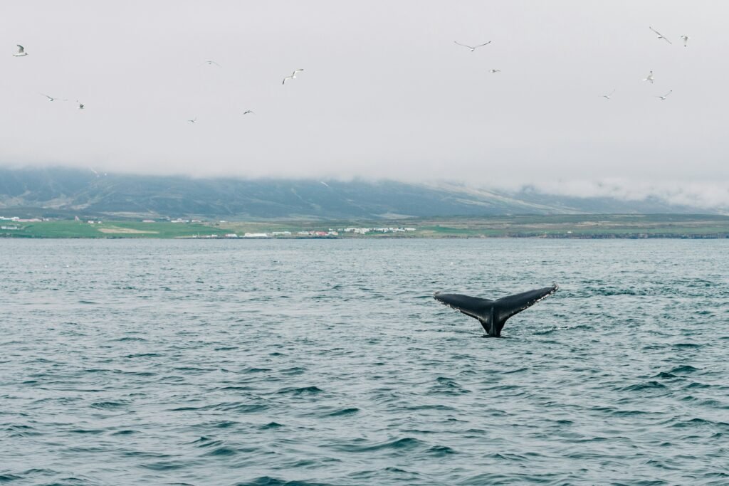 Whale tail fluke in the water during a whale-watching trip in the Azores