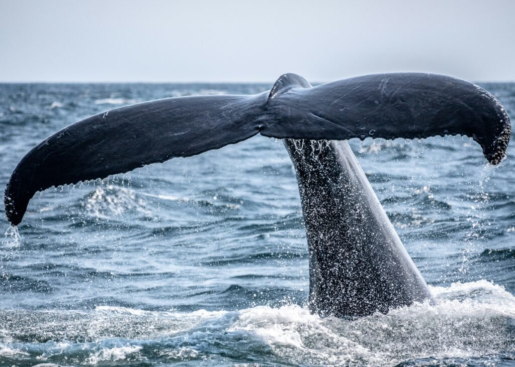 A whale tail fluke rising above the Atlantic during a whale-watching trip