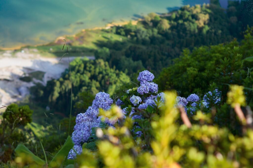 Blue hydrangeas overlooking a green coastline on Sao Miguel in the Azores