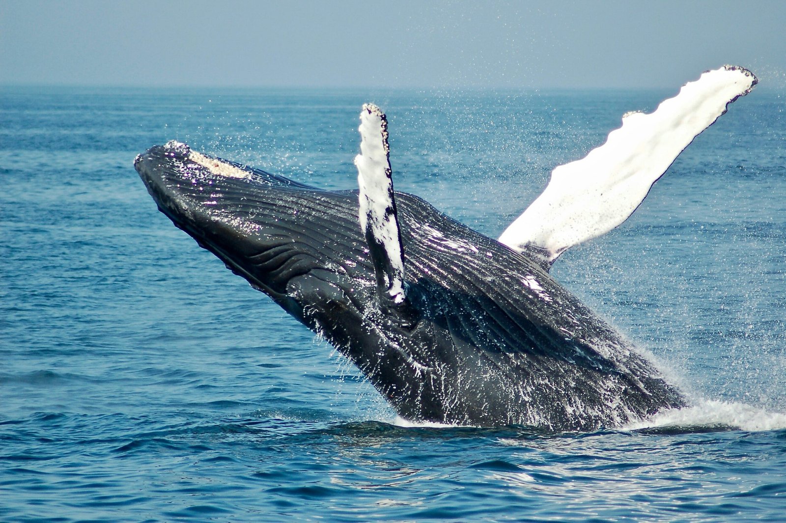 Azores Whale Watching: The Complete Guide (Best Time, What You’ll See & How to Pick a Tour)
