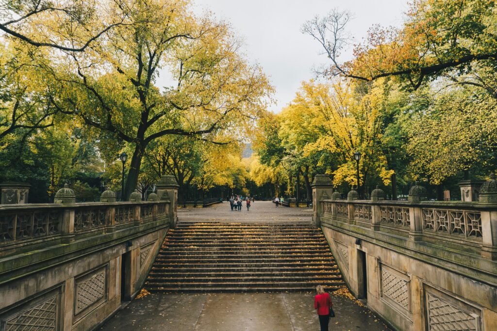 The Mall and American elm trees in Central Park New York City