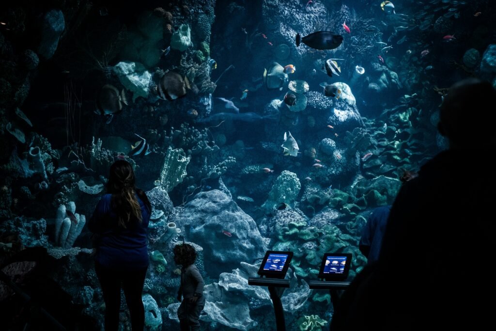 Child looking at a large aquarium tank at Shedd Aquarium in Chicago
