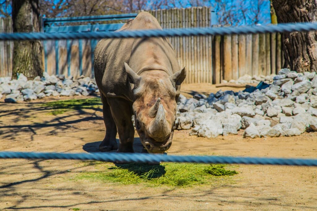 Rhinoceros grazing inside a zoo enclosure