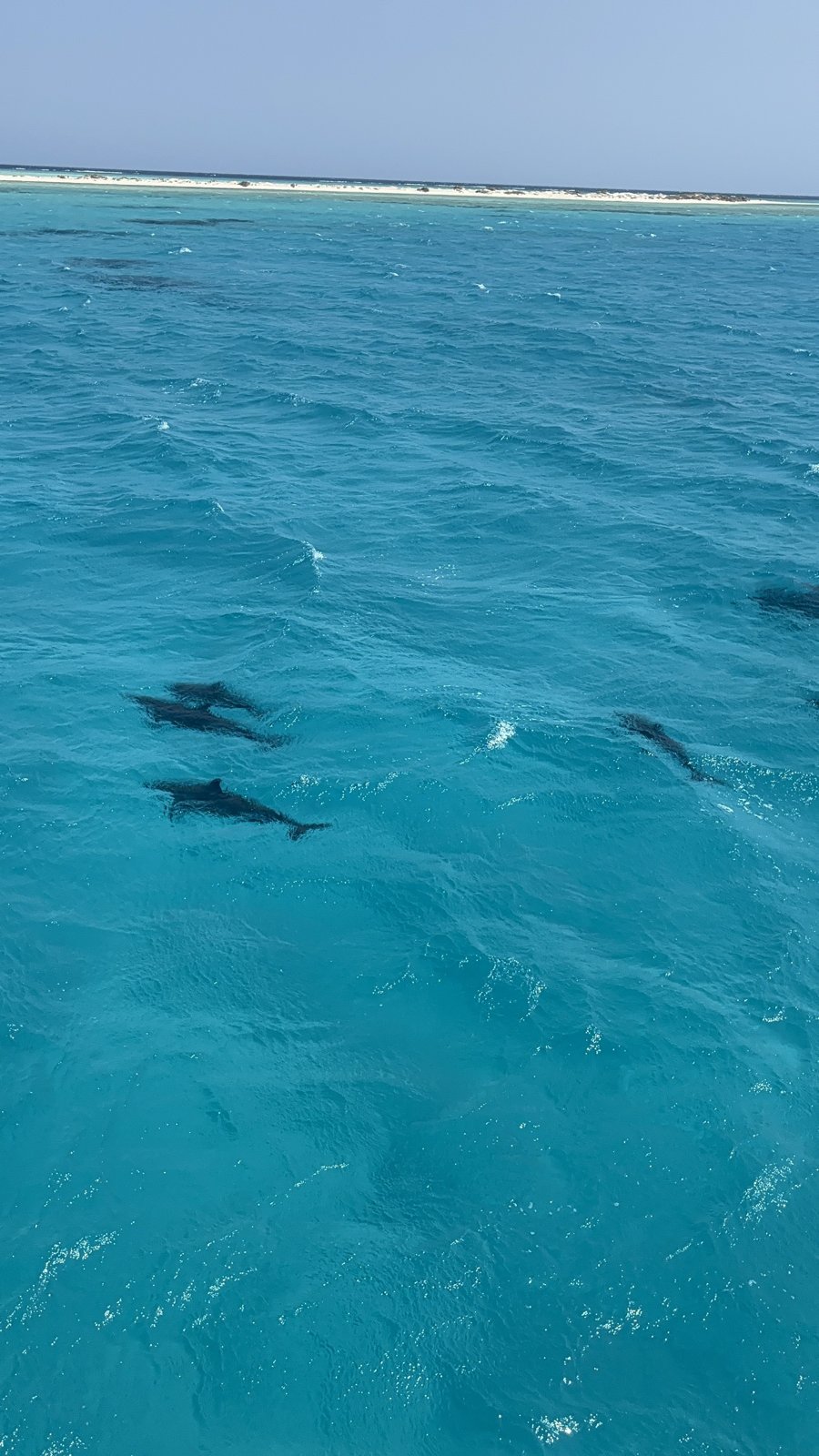 Several dolphins swimming just below the surface of turquoise water, seen from the boat