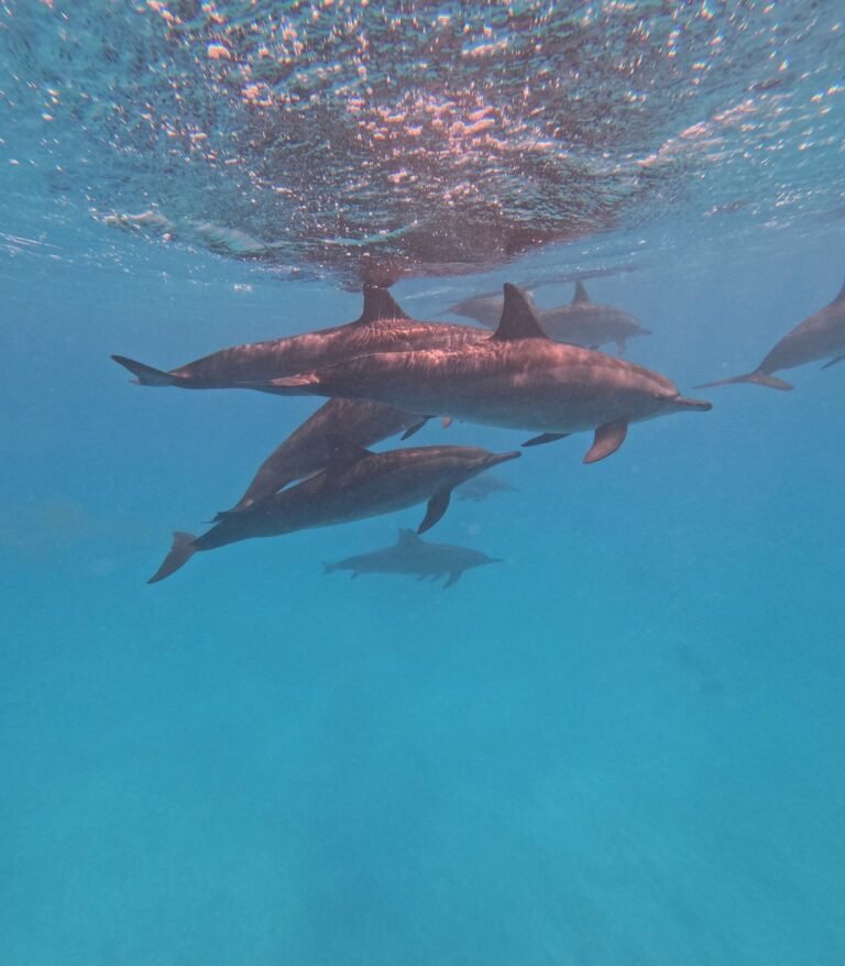 A pod of dolphins swimming together underwater in clear blue water