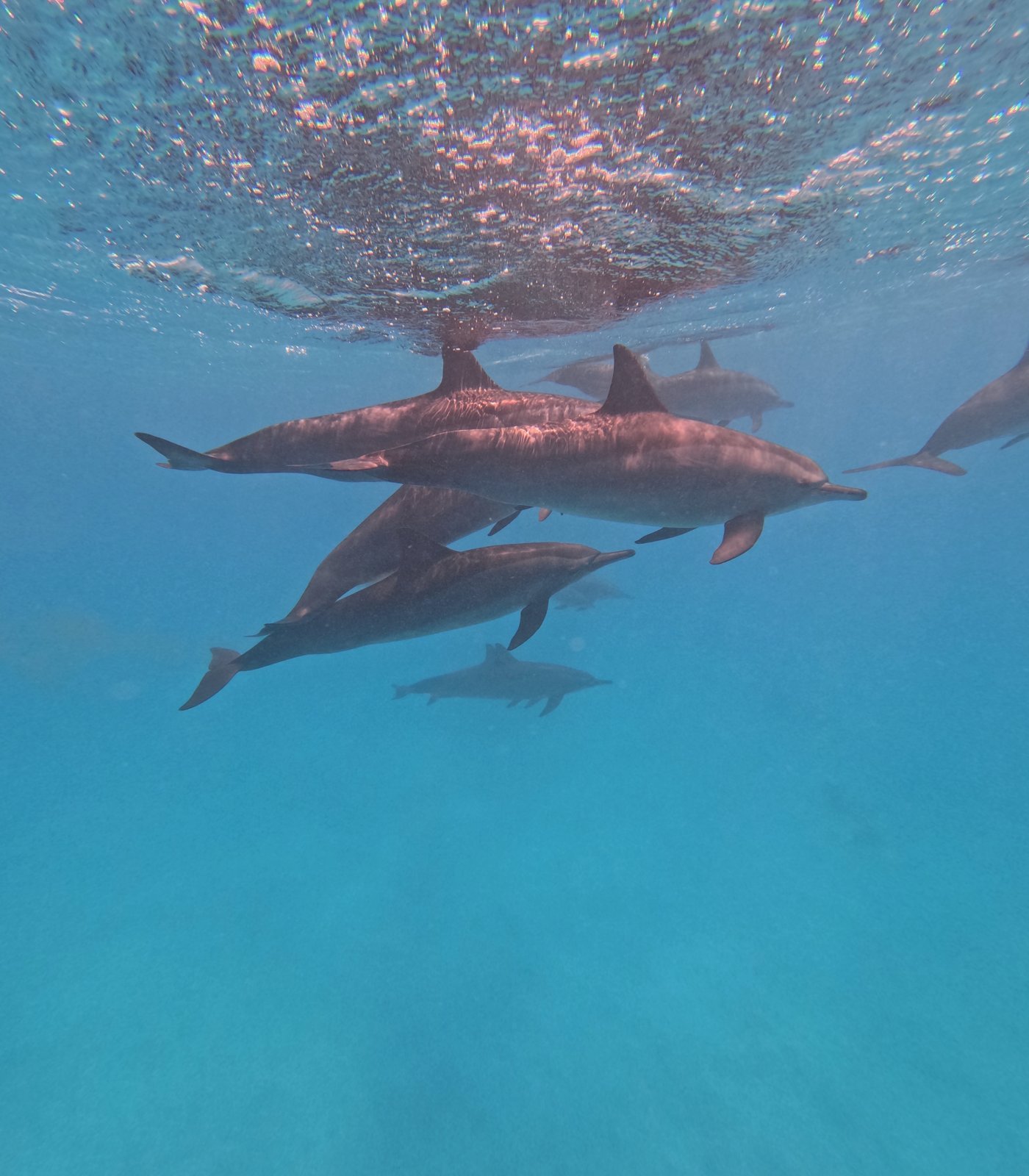 Wadi El Gemal Snorkeling & Boat Trip from Marsa Alam: Honest Review